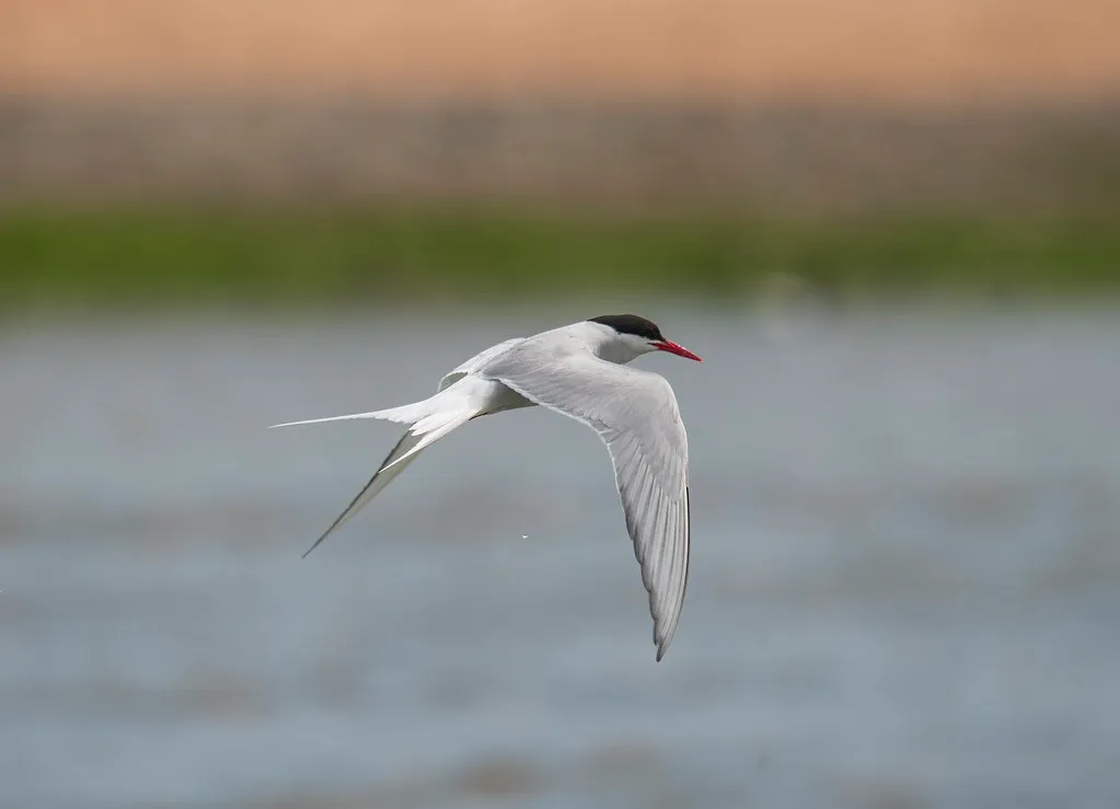 5. Arctic Terns: The Longest Round Trip on Earth, Back to the Same Nest Site (jkiscycling, Flickr, CC BY 2.0)