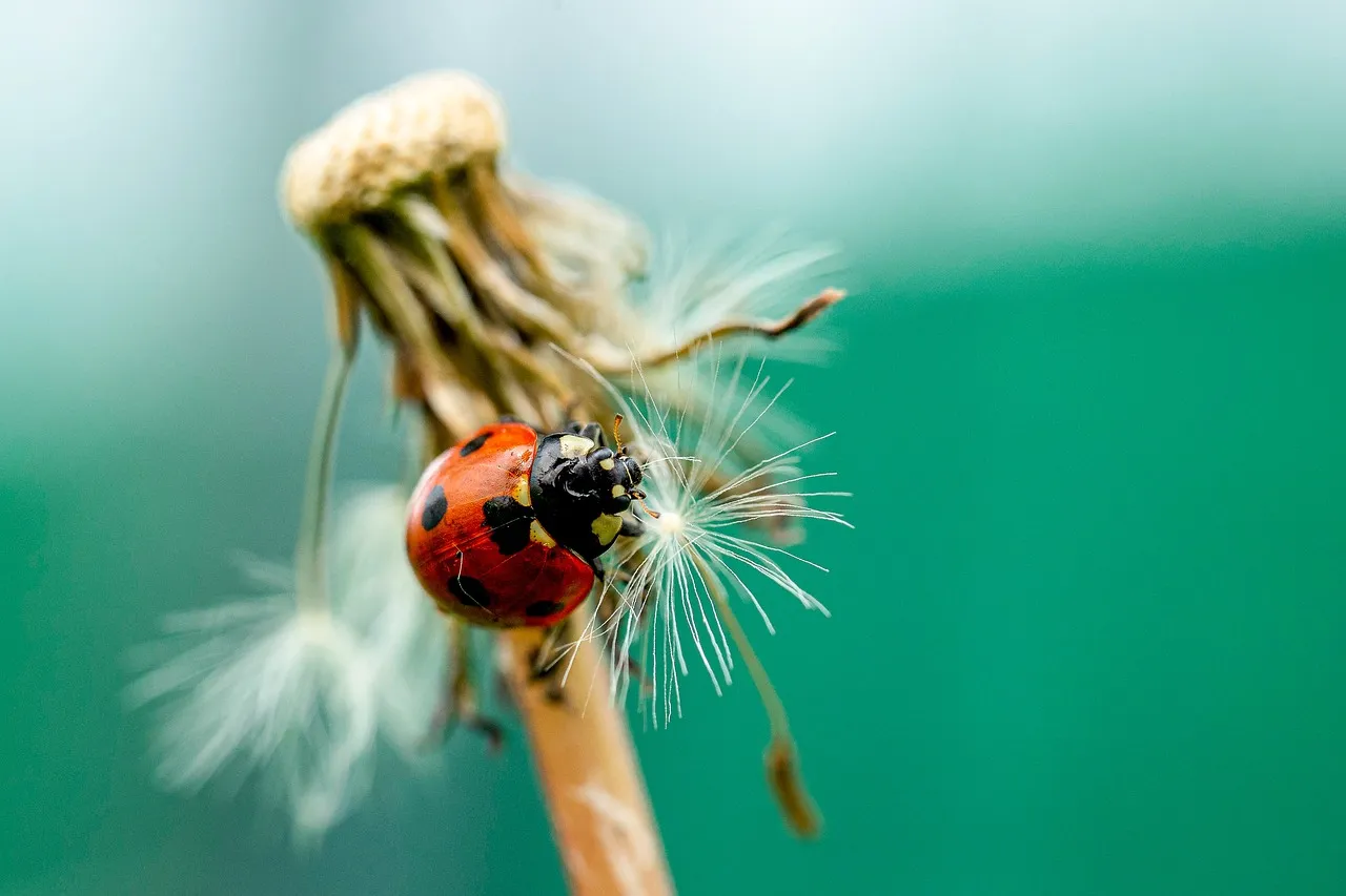 They Support Far More Wildlife Than Just Bees (Image Credits: Pixabay)