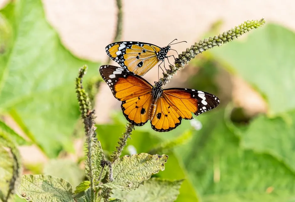 Habitat Loss Has Fragmented the Landscape Around You (Image Credits: Pexels)
