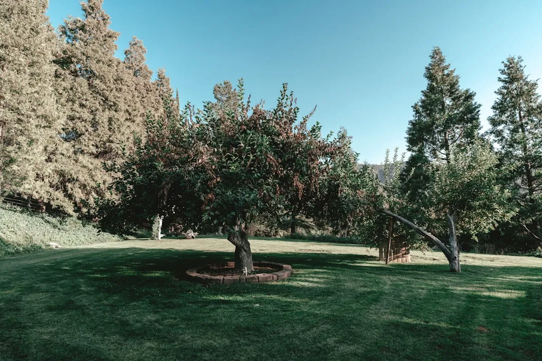 Plant These Fruit Trees in Your Central Valley Garden for the Backyard ...