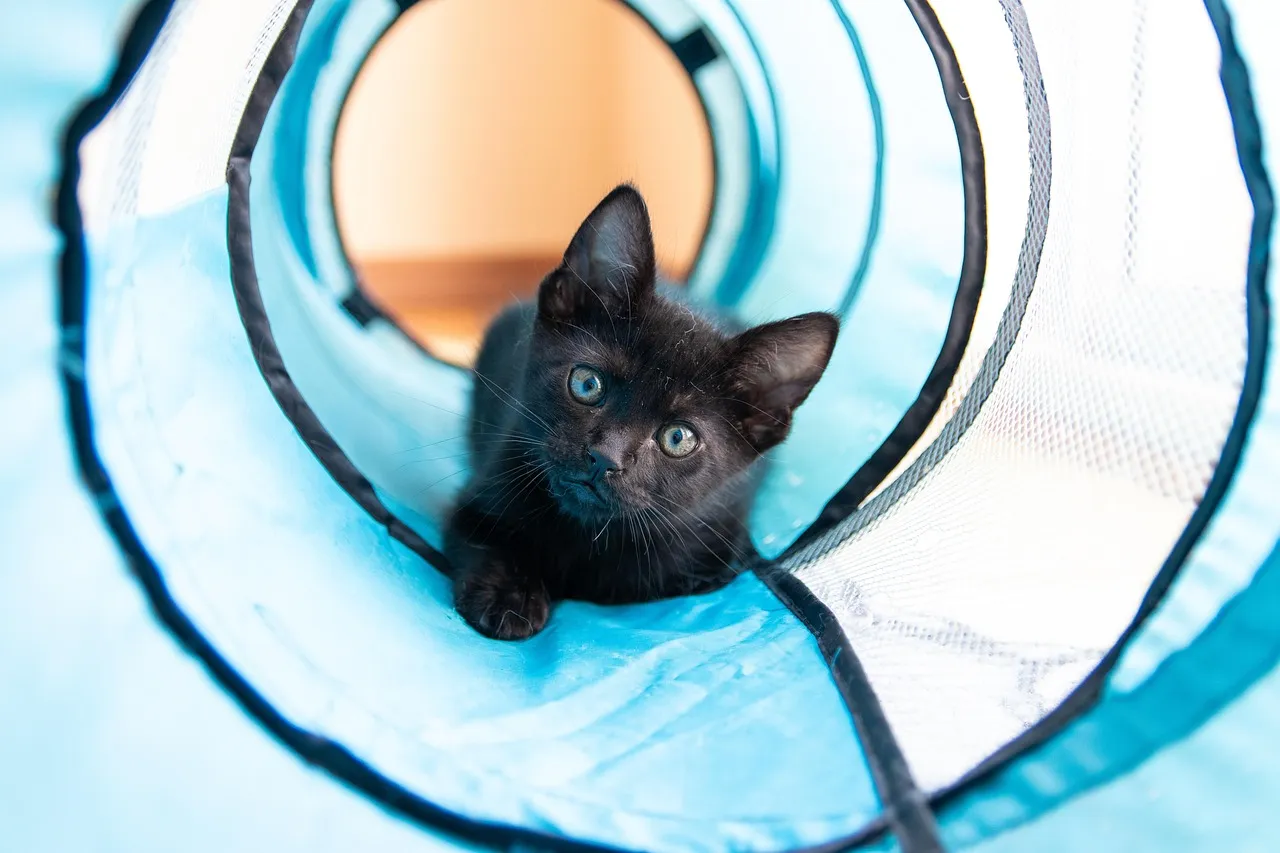 Skipping the Pre-Bed Play Session (Image Credits: Pixabay)