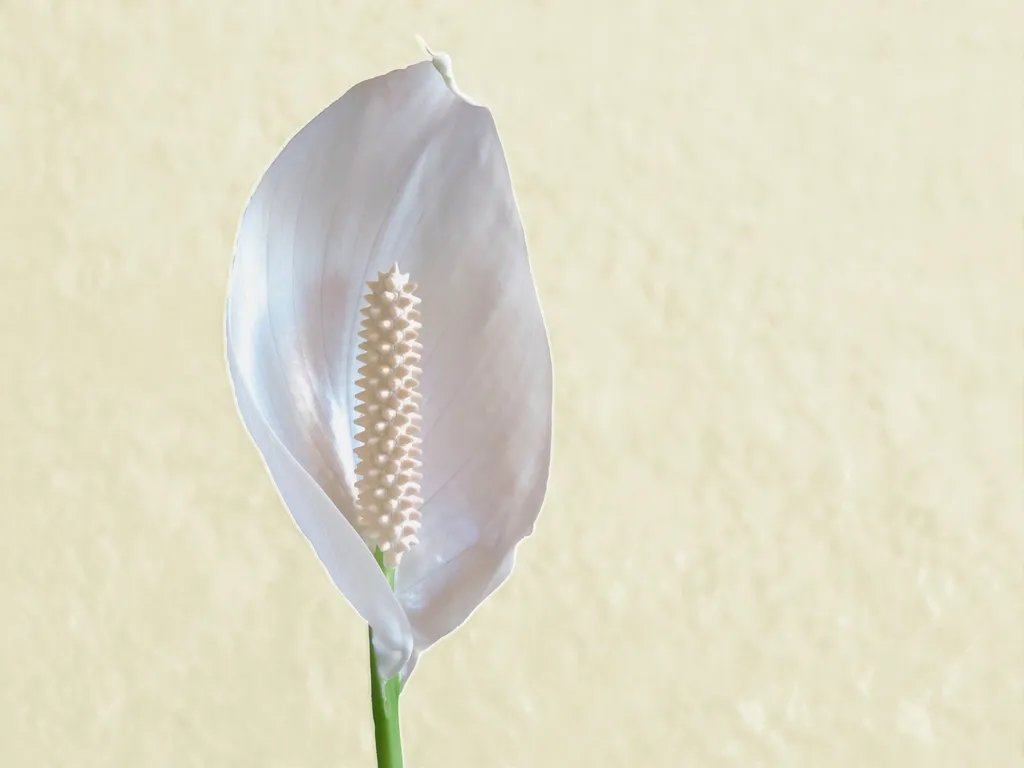Peace Lily: The Grounded Optimist (Image Credits: Rawpixel)