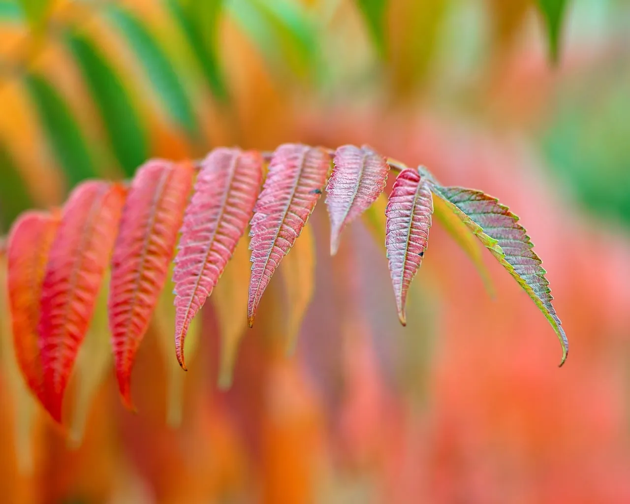 3. African Sumac (Searsia lancea) (Image Credits: Pixabay)
