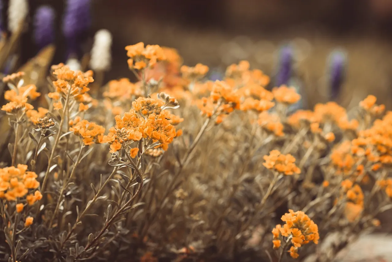 Sweet Alyssum: Small Flowers, Big Insect Appeal (Image Credits: Pixabay)