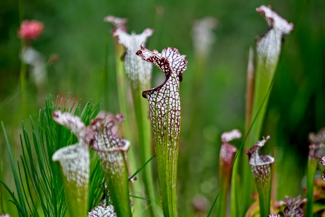 The Extraordinary Biodiversity These Bogs Support (Image Credits: Unsplash)