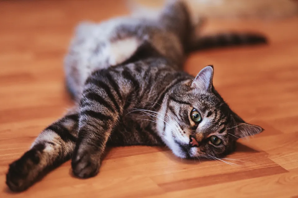 It's a Lifelong Trait for Many Cats (Image Credits: Stocksnap)