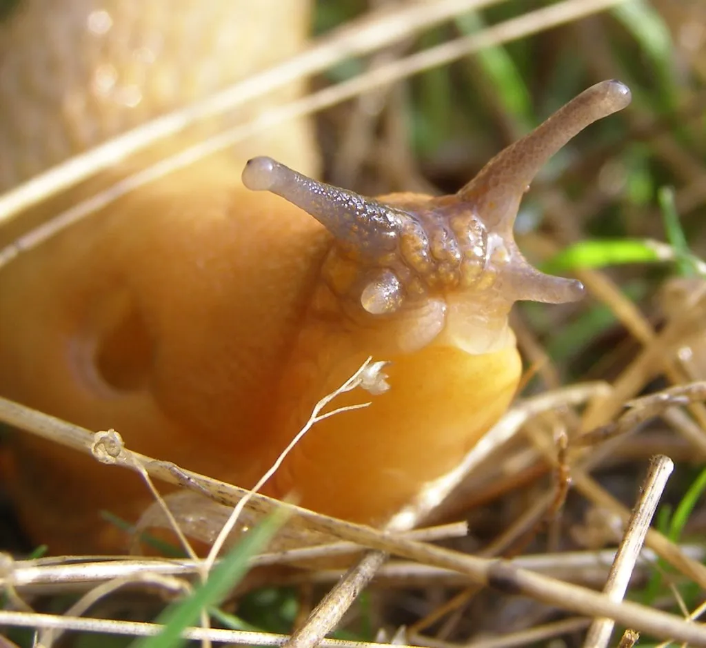 Smelling Food From a Distance (tristrambrelstaff, Flickr, CC BY 2.0)