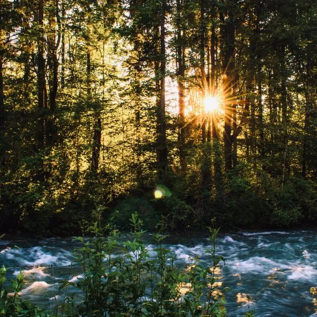 Birdsong, Water, and Wind: Why These Specific Sounds Work (Image Credits: Pexels)