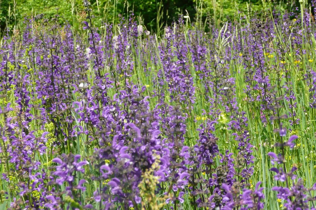 2. Salvia (Salvia spp.) - the workhorse of the Chico border (cristina.sanvito, Flickr, CC BY 2.0)