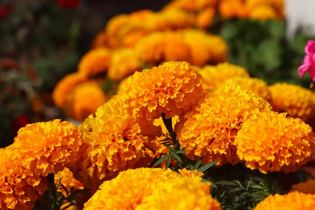 Whiteflies, Aphids, and the Pests Marigolds Can Actually Deter Above Ground (Image Credits: Unsplash)