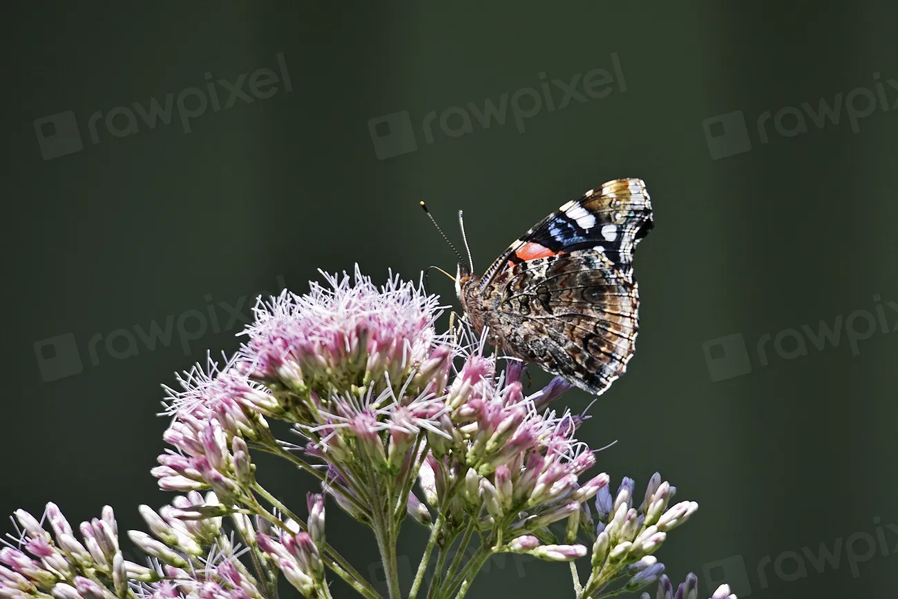 7. Joe Pye Weed (Eutrochium spp.): The Towering Late-Season Lifeline (Image Credits: Rawpixel)