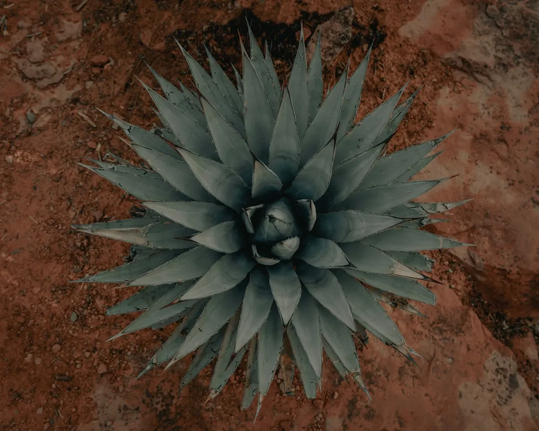 5. Agave (Agave spp.) (Image Credits: Unsplash)