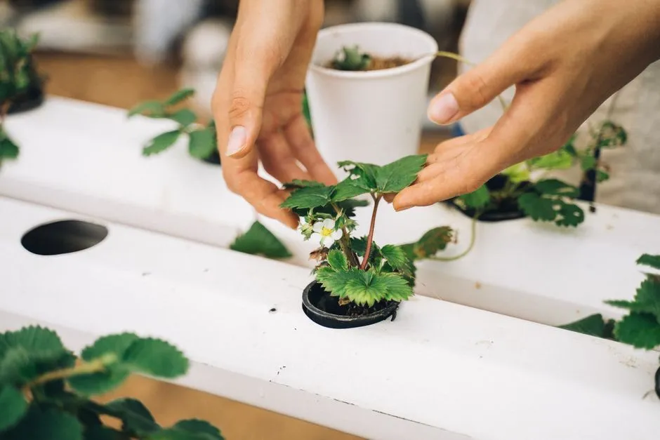 Systemic Pesticides Travel Through the Entire Plant (Image Credits: Pexels)