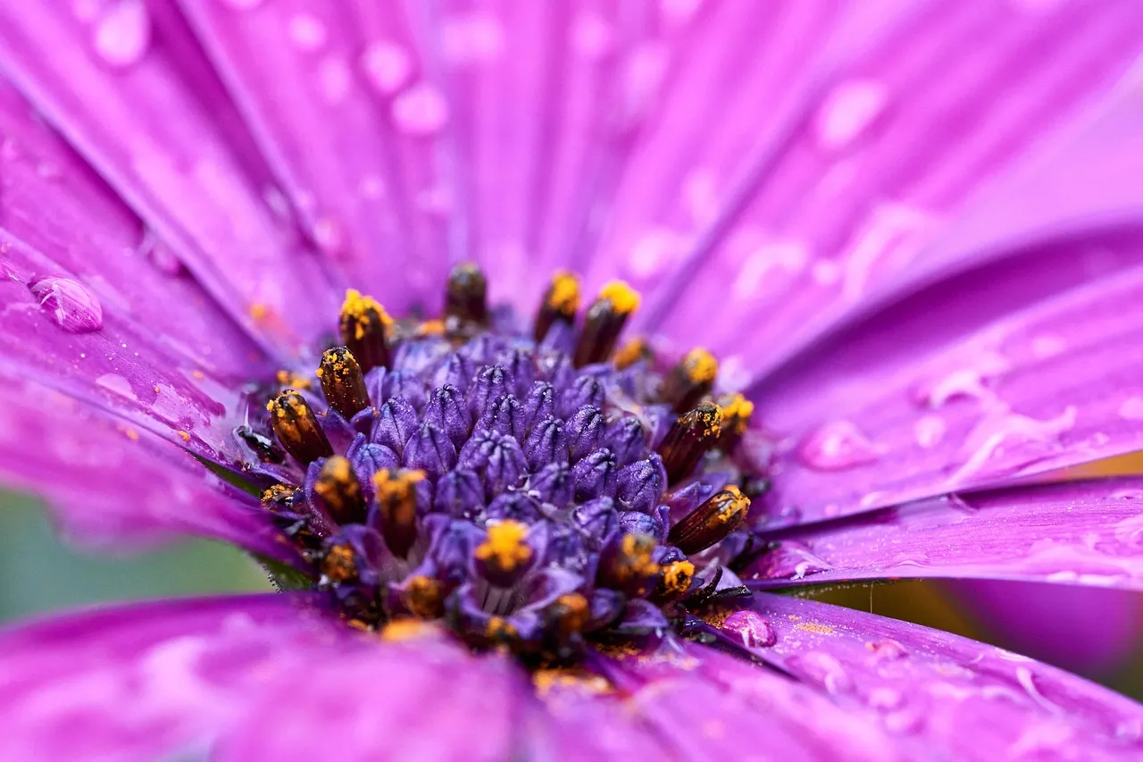 The African Violet Devotee: Detail-Oriented, Patient, Quietly Colorful (Image Credits: Pixabay)