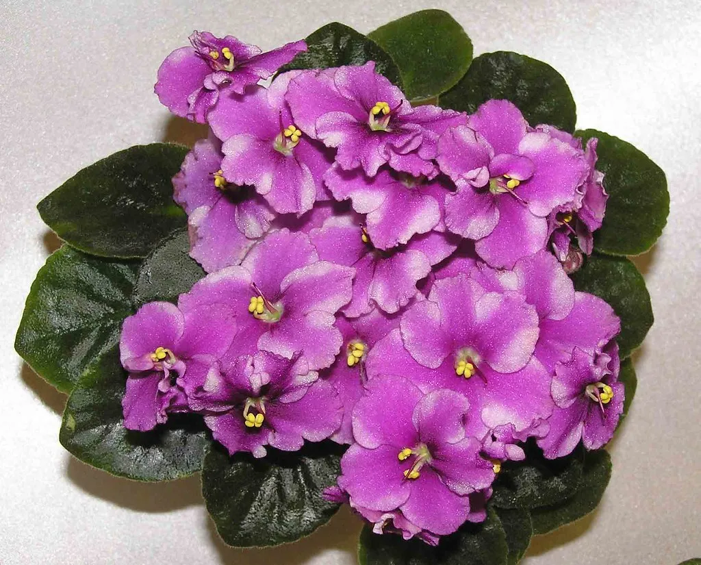 African Violet: The Quietly Devoted Optimist (阿橋 KHQ, Flickr, CC BY-SA 2.0)