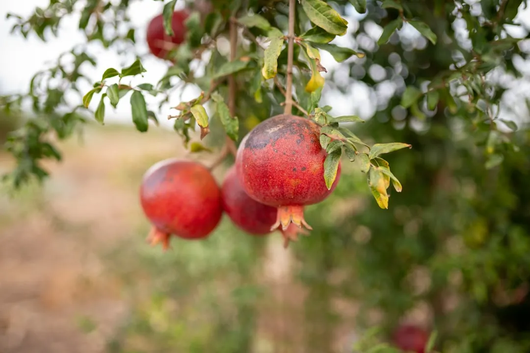 10. Pomegranate (Punica granatum) (Image Credits: Unsplash)