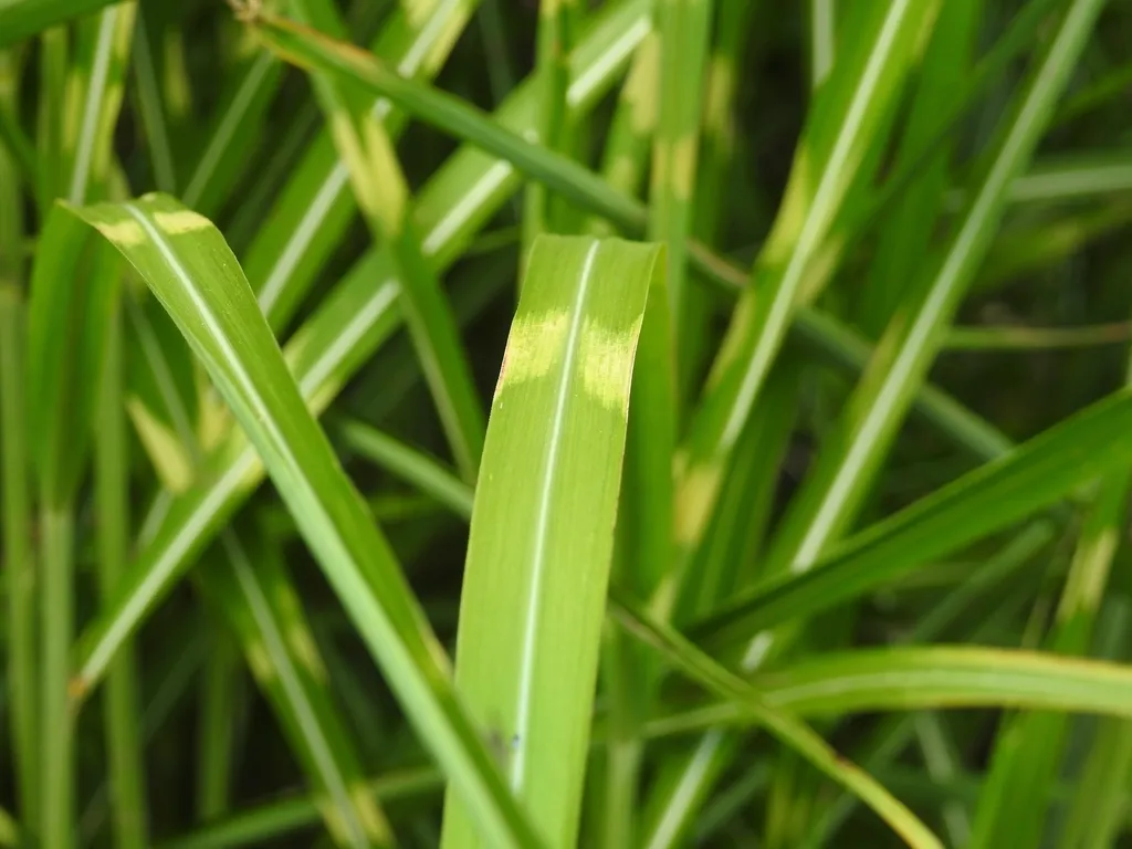 Grass Awns: An Underappreciated Danger (Image Credits: Rawpixel)