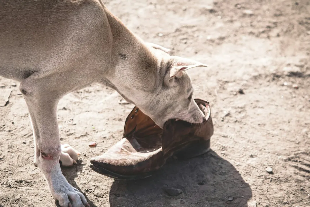 The Takeaway (Image Credits: Unsplash)