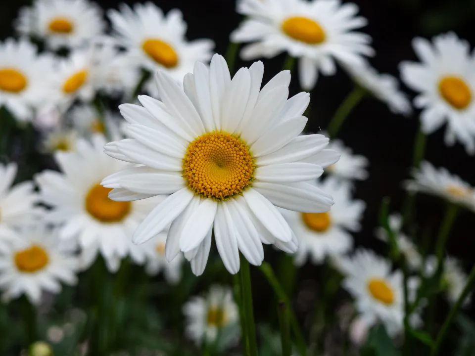 The Three-Category Rule That Changes How You Plan (Image Credits: Stocksnap)