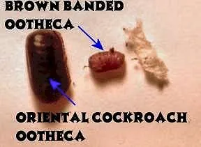 What Exactly Is an Ootheca? (Transferred from en.wikipedia to Commons by Magog the Ogre using CommonsHelper., Public domain)