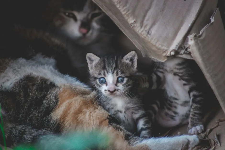 What to Actually Do About It (Image Credits: Pexels)