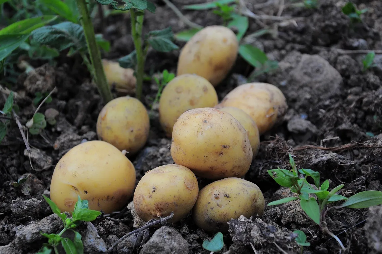 The Toxin Inside Every Potato You've Ever Eaten (Image Credits: Pixabay)