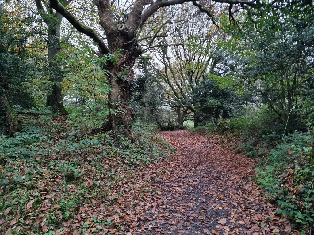 Combining Light Mulch With Moisture Strategy (conall.., Flickr, CC BY 2.0)