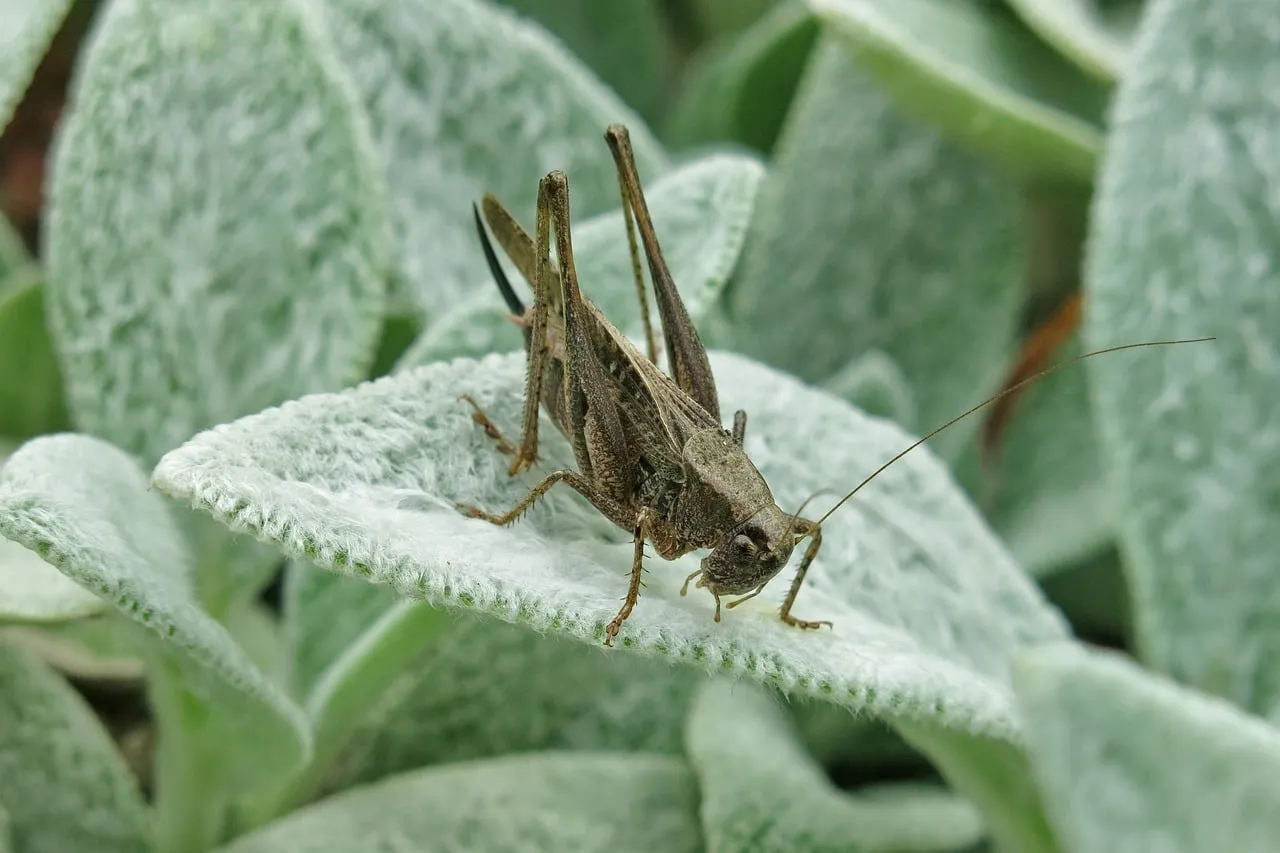 2. The Raspy, Buzzing Drone: Katydids (Image Credits: Pixabay)