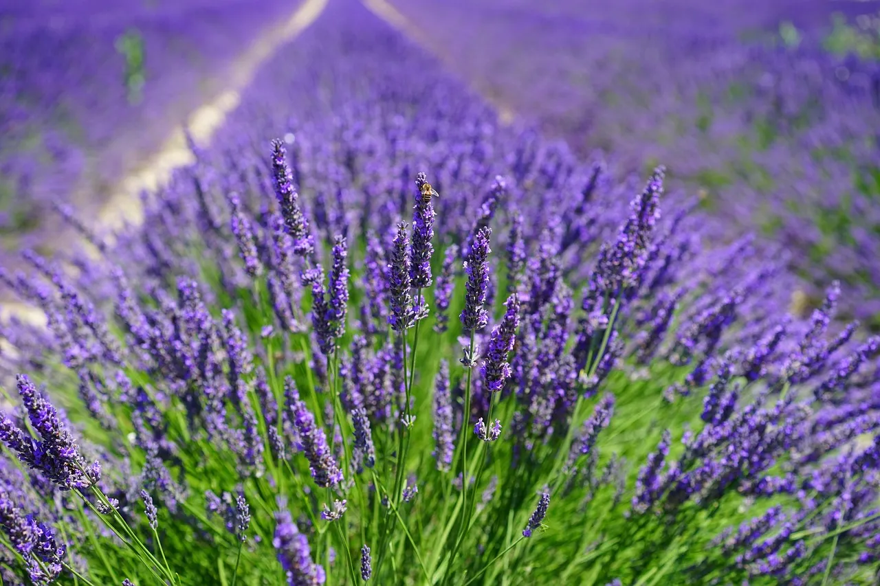 The Scent of Foliage and Herbs Played a Bigger Role Than We Remember (Image Credits: Pixabay)