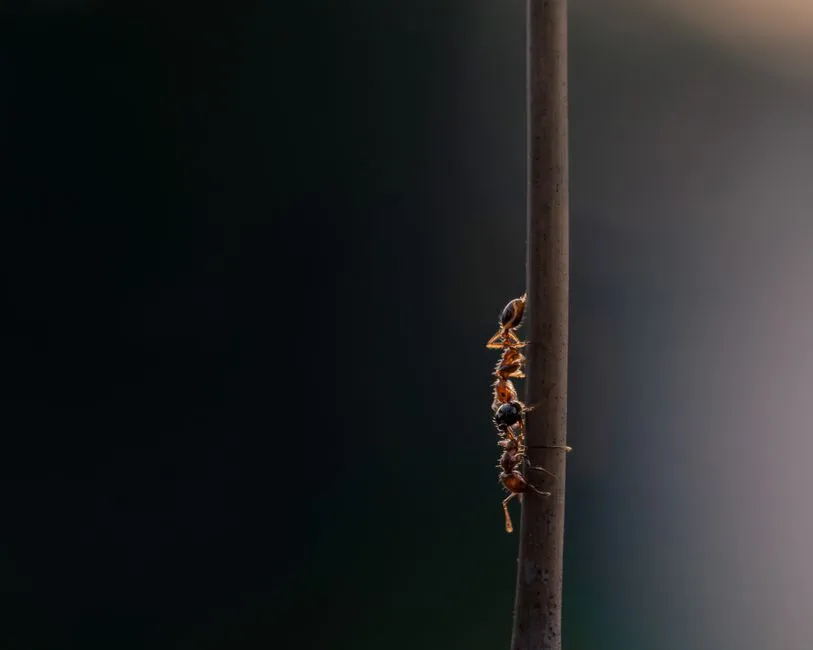 Timing and Activity Windows That Confirm Nest Proximity (Image Credits: Pexels)