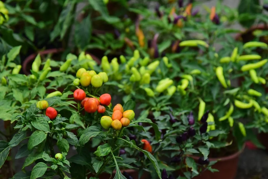 How Long Can a Pepper Plant Actually Live? (Image Credits: Pexels)