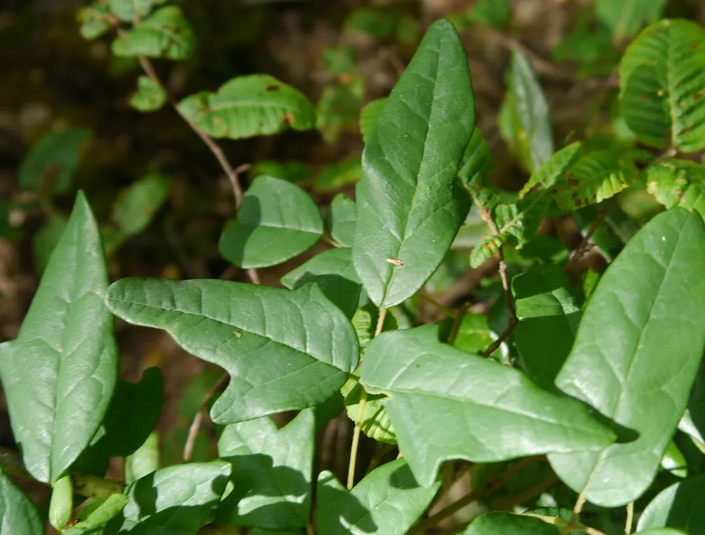 How Boquila Trifoliolata Disguises Itself as Its Host (Héctor Montero, Flickr, CC BY-SA 2.0)