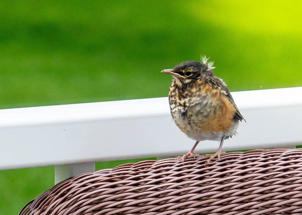 The Fledglings Are Easy to Miss (vanhookc, Flickr, CC BY-SA 2.0)