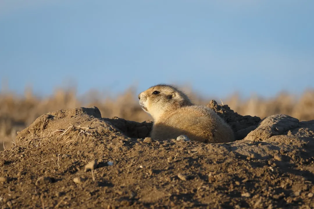 Groundhogs: When the Hole Is Genuinely Large (Image Credits: Unsplash)