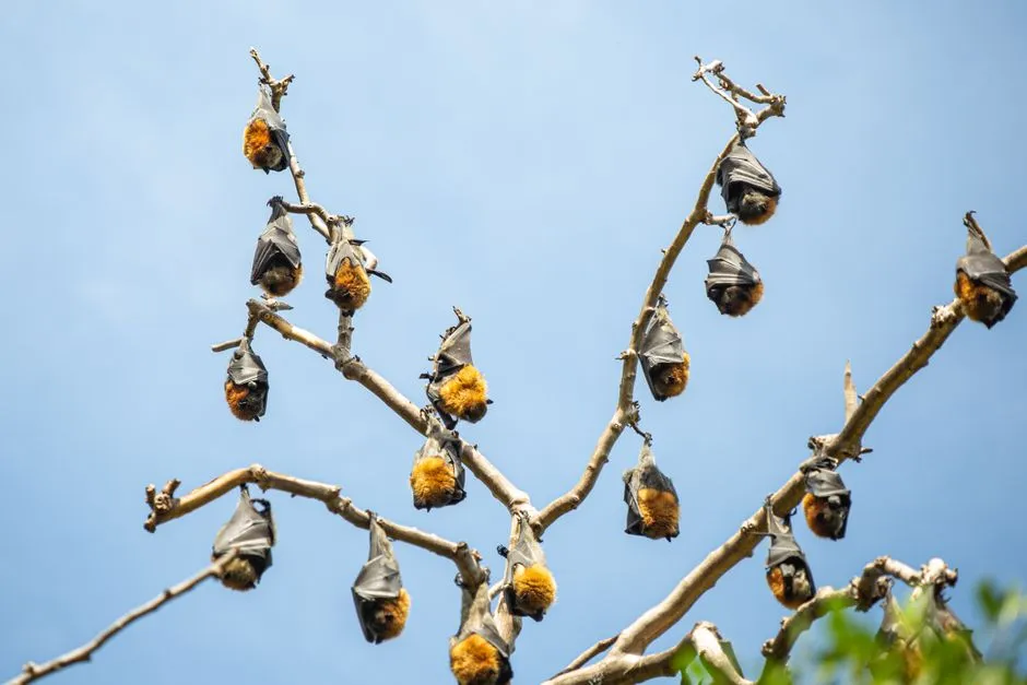 They Are Ecological Indicators You Can Actually Use (Image Credits: Pexels)