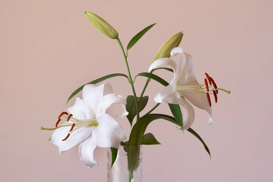 Lilies: Especially Catastrophic for Cats (Image Credits: Unsplash)