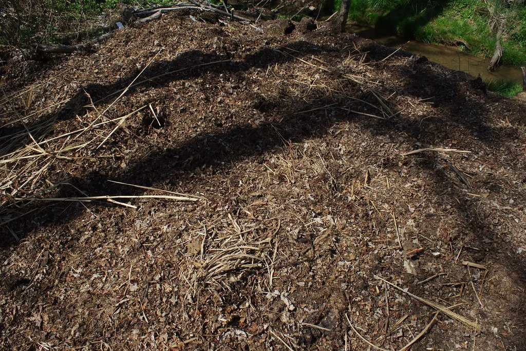 Feed the Soil Between Plantings (eggrole, Flickr, CC BY 2.0)