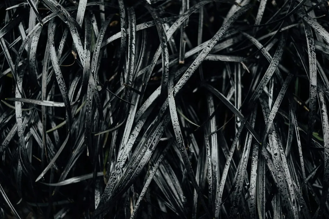 1. Black Mondo Grass (Ophiopogon planiscapus 'Nigrescens') (Image Credits: Unsplash)
