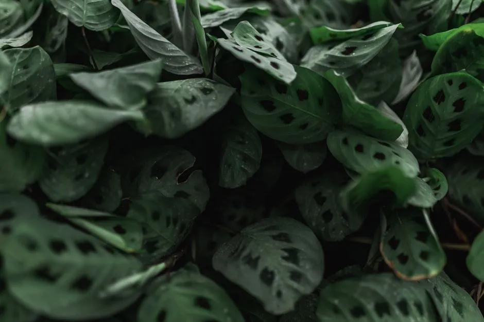 Which Houseplants Move the Most (Image Credits: Pexels)