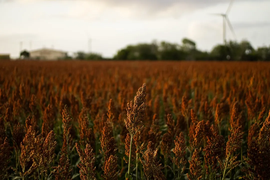 1. Sorghum: The Ancient Grain Built for Heat and Drought (Image Credits: Unsplash)