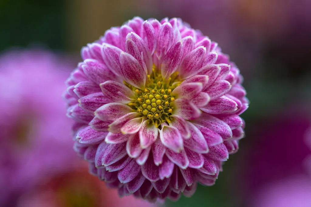 Comparing Against Other Long-Lasting Blooms (haroonmughal, Flickr, CC BY 2.0)