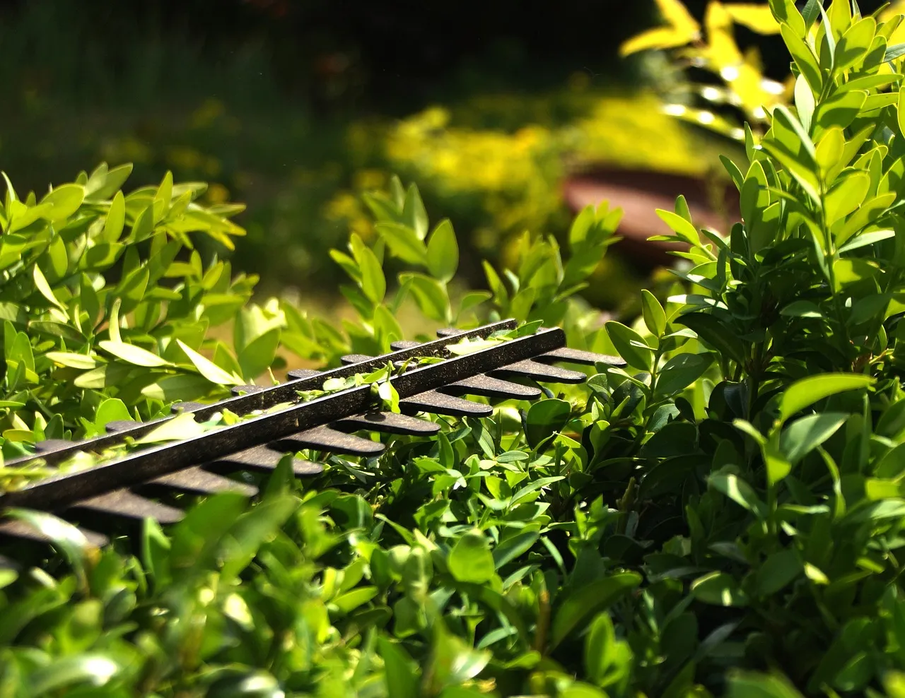 Spacing: Getting It Right the First Time (Image Credits: Pixabay)