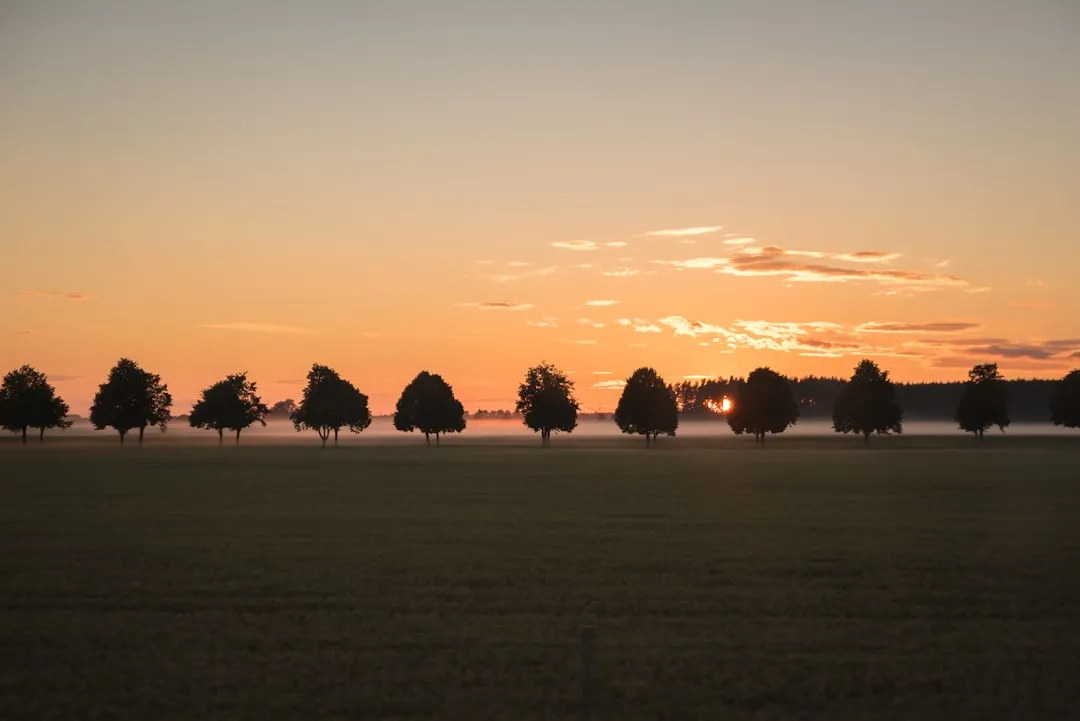 Why Transplanted Trees Suffer More (Image Credits: Unsplash)