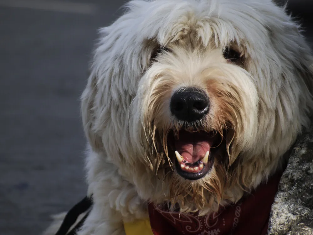 Building a Log and Knowing Your Dog's Number (cadyellow, Flickr, CC BY 2.0)