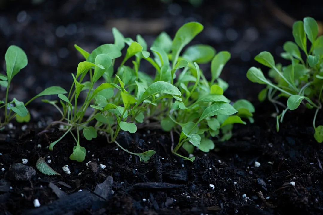 3. Arugula: Stress Sharpens Its Signature Bite (Image Credits: Unsplash)