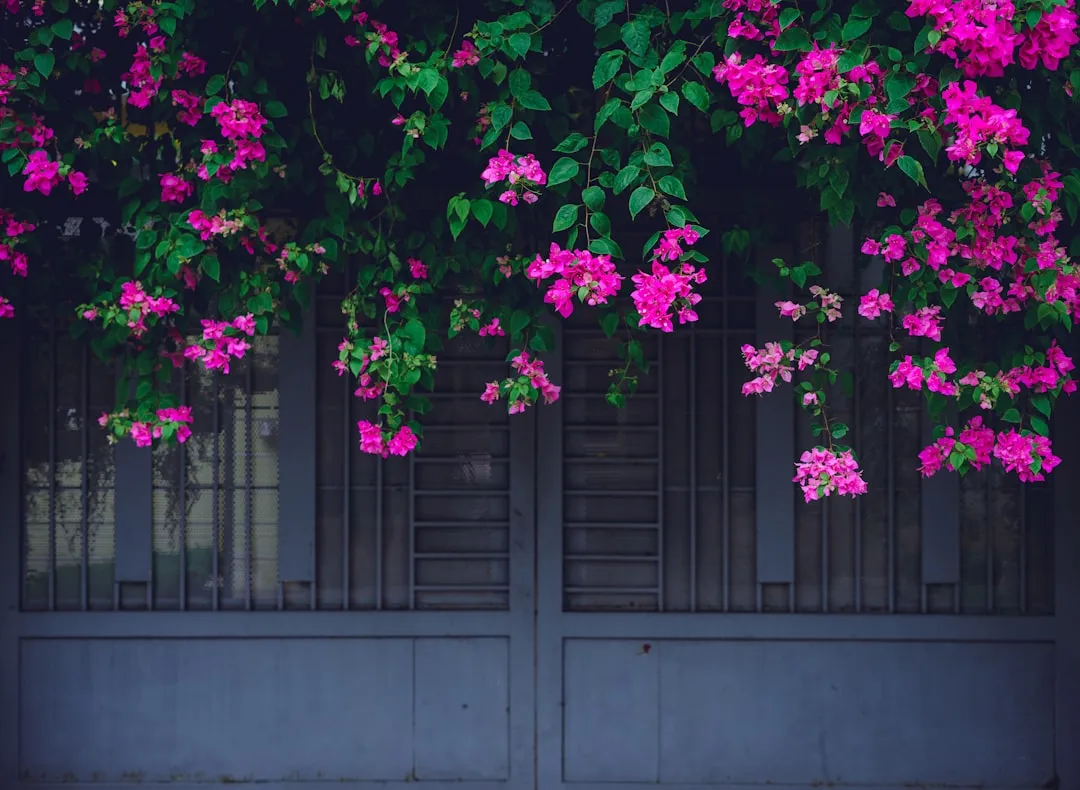 2. Bougainvillea - The Color Explosion (Image Credits: Unsplash)
