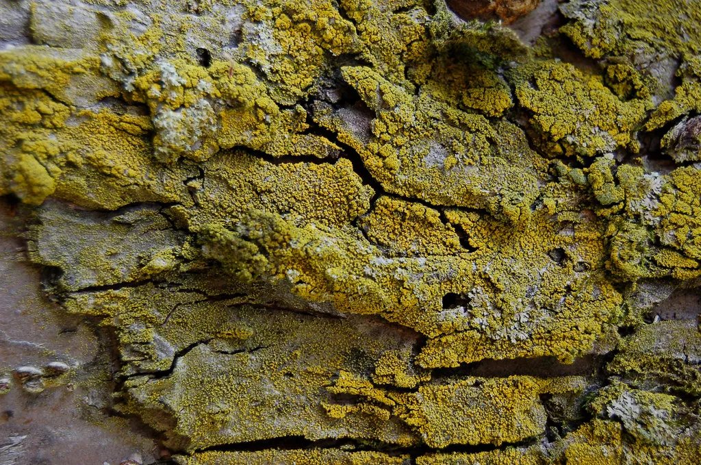 Should You Try to Remove It? (bansidhe, Flickr, CC BY 2.0)