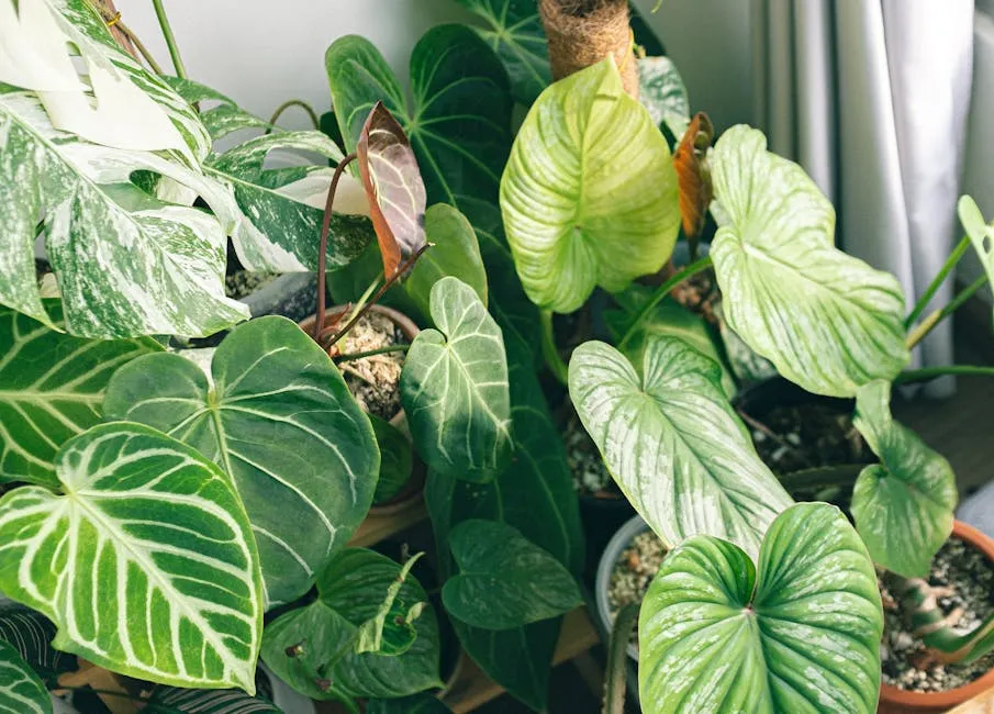 4. Philodendron (Image Credits: Pexels)