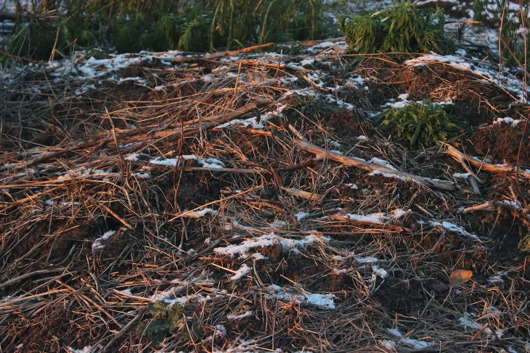 Leaving the Beds Protects Plant Root Systems Too (Image Credits: Unsplash)