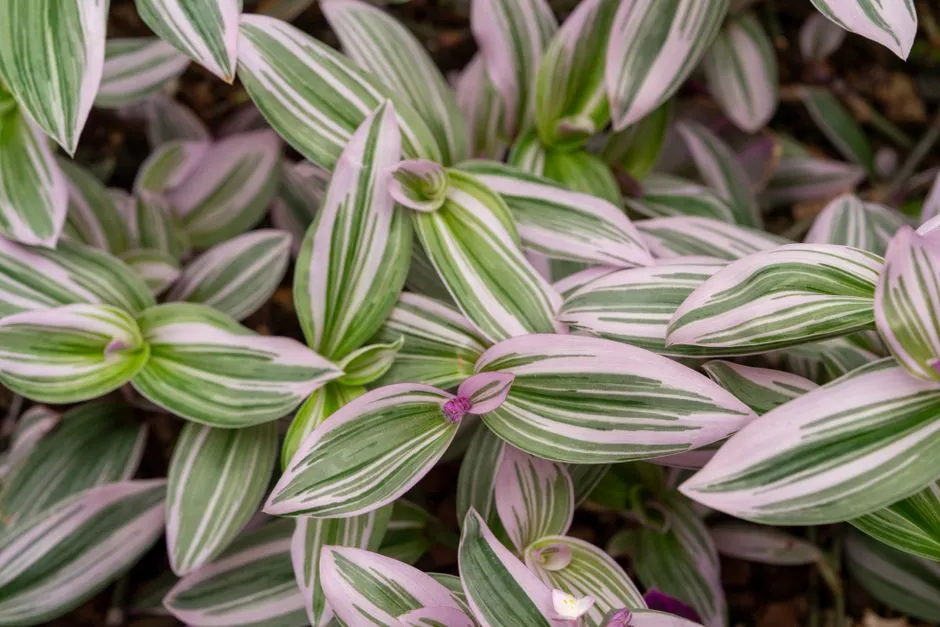The Tradescantia Person: You Process Stress Fast and Move On (Image Credits: Pexels)